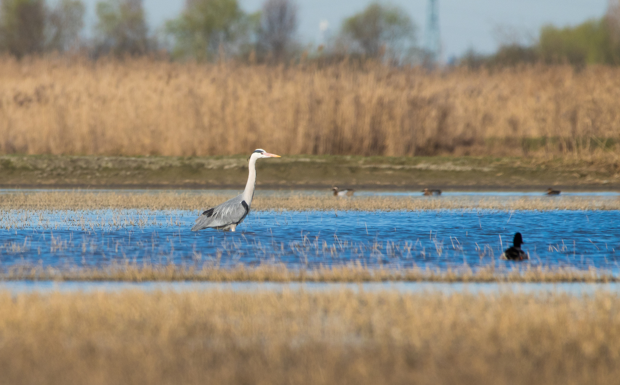 150-600mm F5-6.3 DG OS HSM | Contemporary 015 sample photo. Heron....... photography