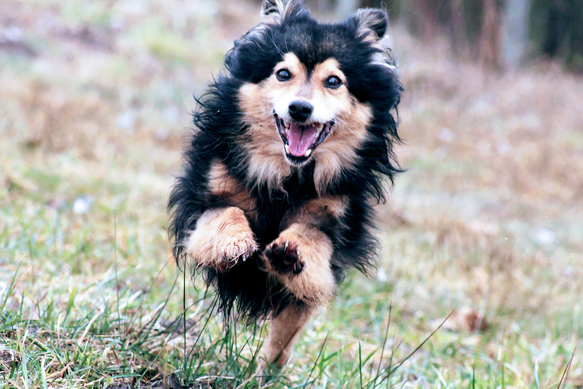 Canon EF 75-300mm f/4-5.6 USM sample photo. Happy dog photography
