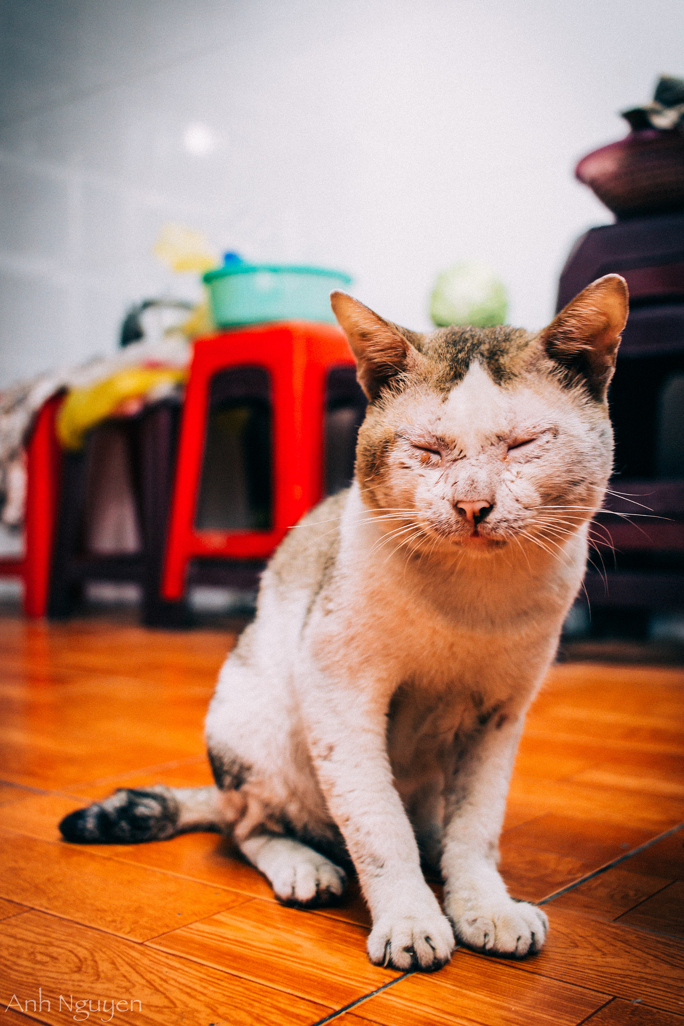 Canon EF-S 24mm F2.8 STM sample photo. My cat photography