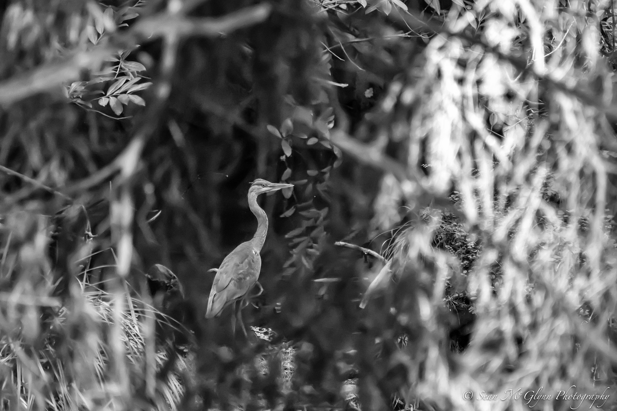 Canon EF 70-300mm F4-5.6 IS USM sample photo. Hidden crane photography