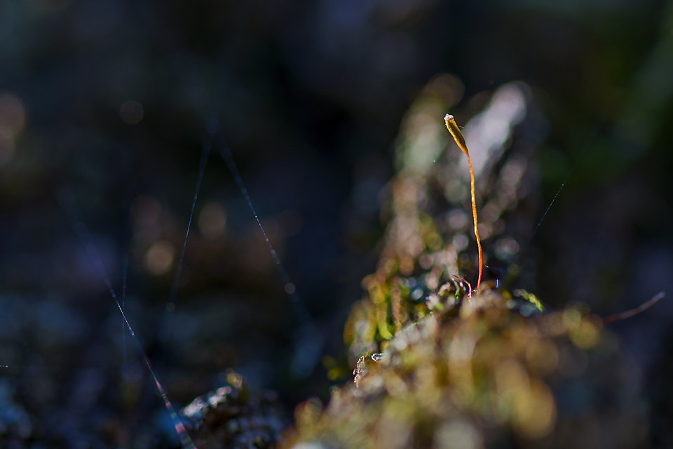 Sigma 105mm F2.8 EX DG OS HSM sample photo. Micro flower photography