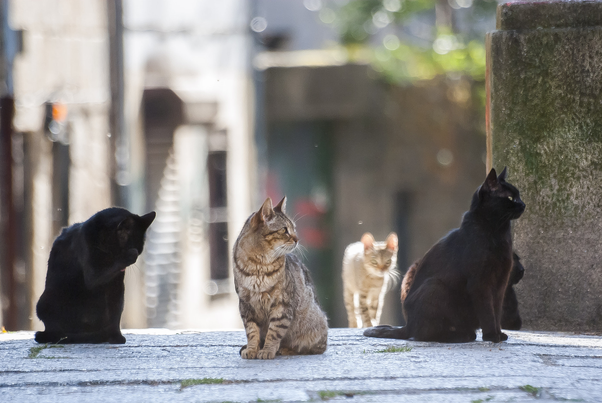 Pentax K10D sample photo. Streetcats photography