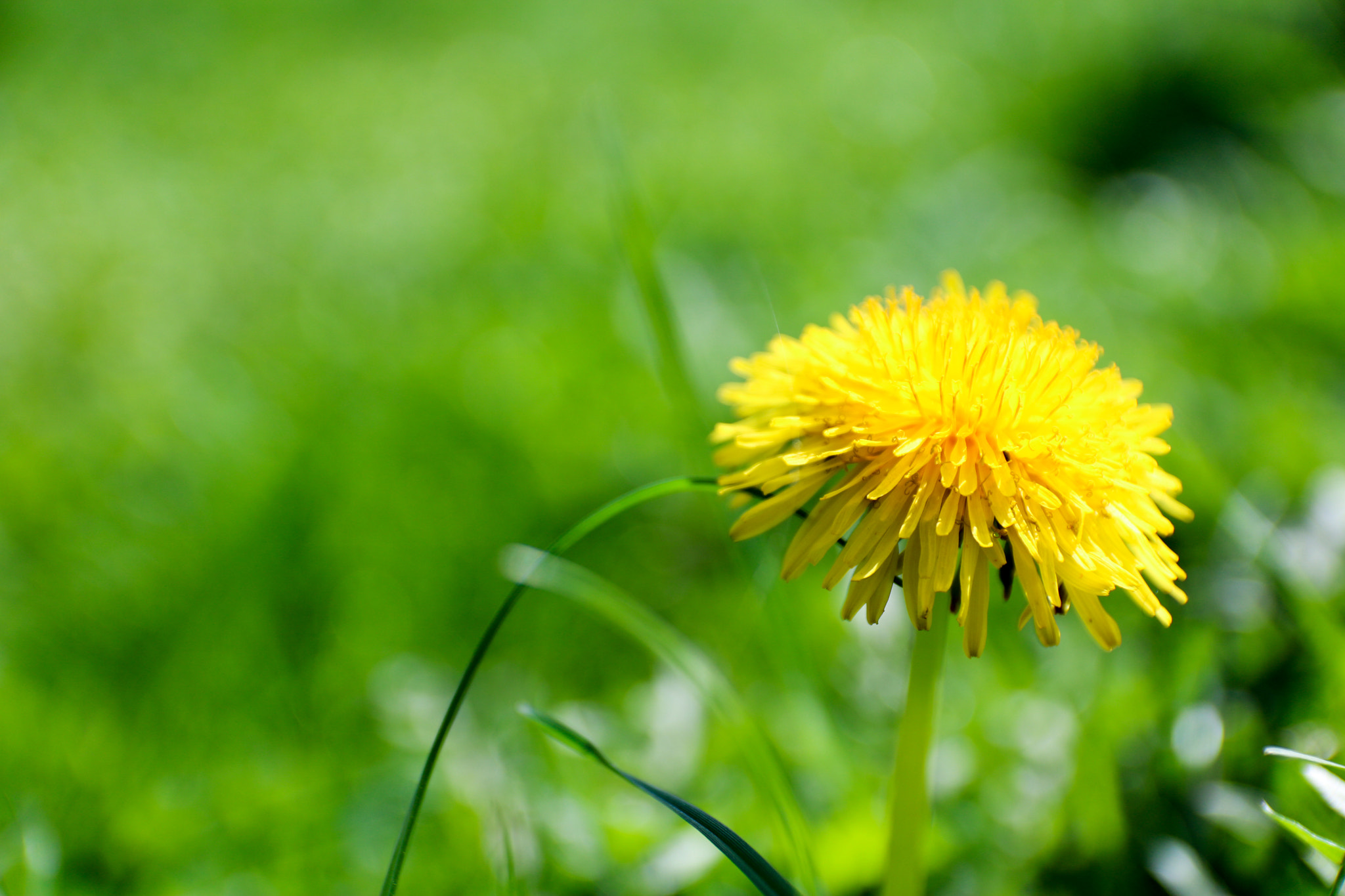 Canon EOS 760D (EOS Rebel T6s / EOS 8000D) sample photo. Img photography