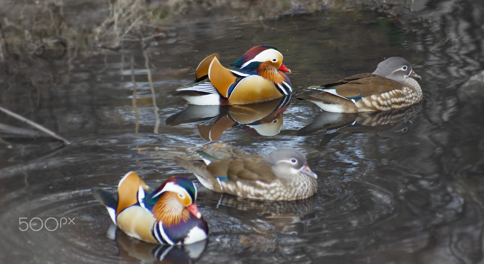 Sony 75-300mm F4.5-5.6 sample photo. Ducks photography