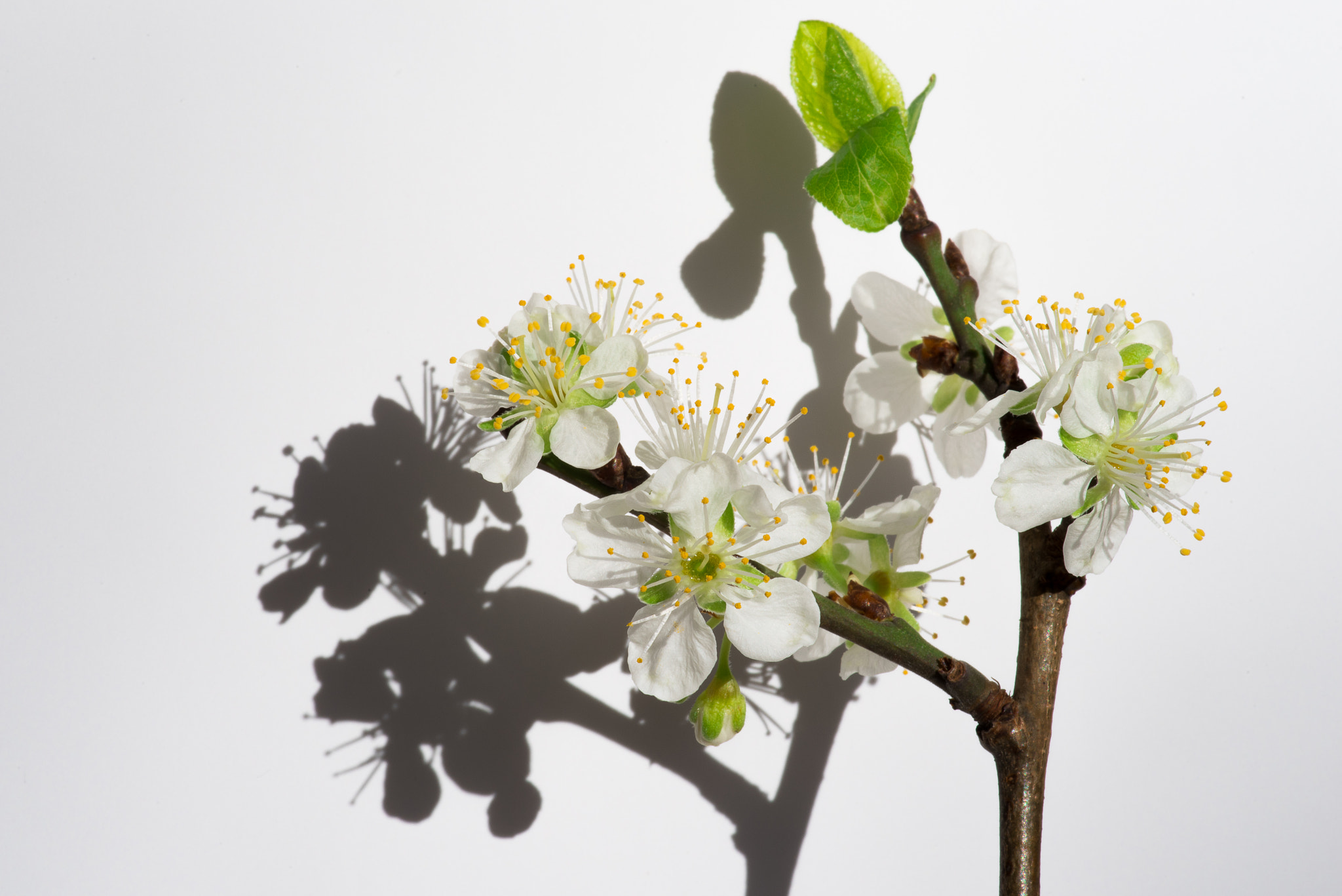 Pentax smc D-FA 100mm F2.8 Macro WR sample photo. Frukttre hvitt photography