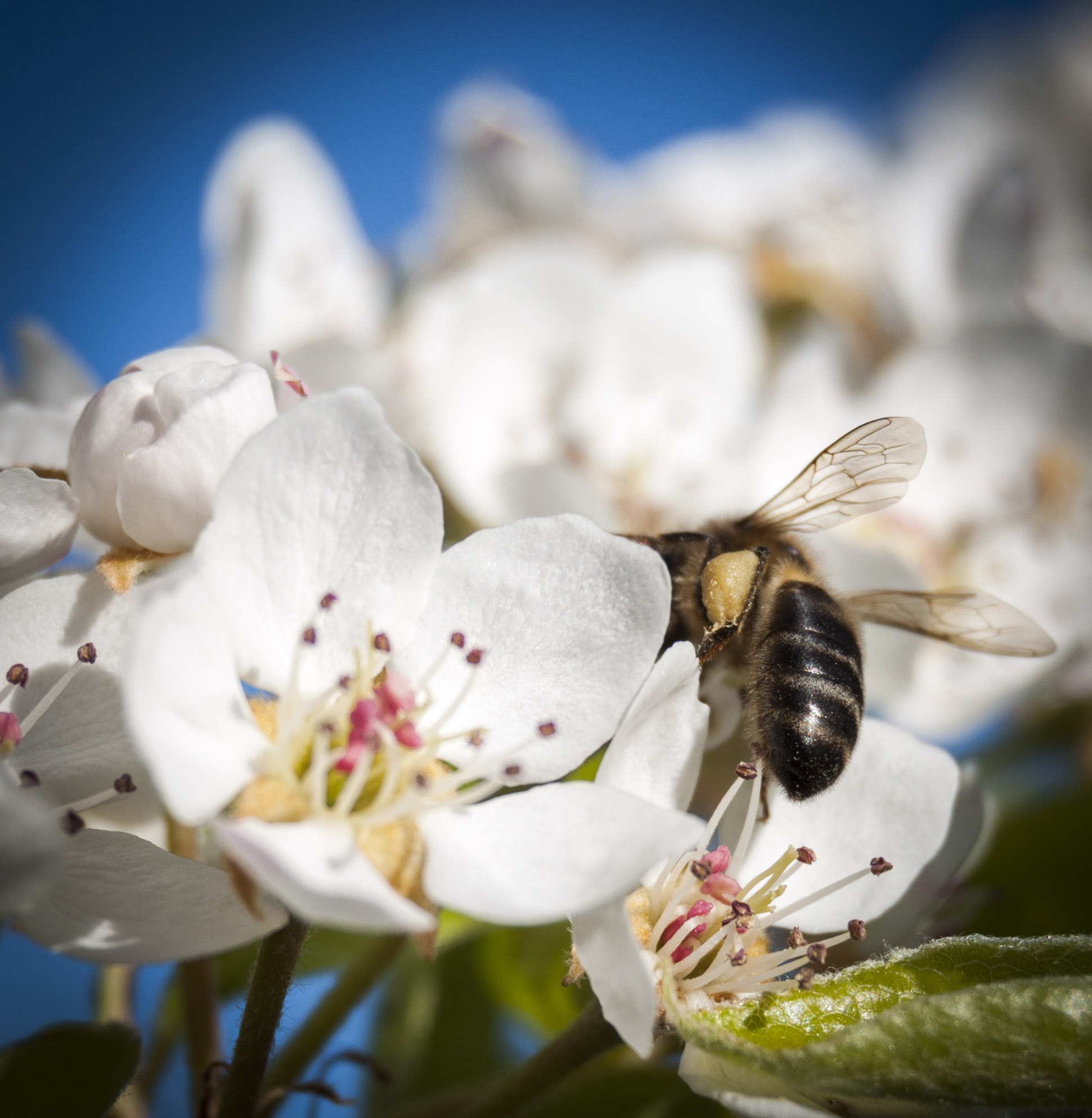 Nikon D5000 sample photo. Spring photography