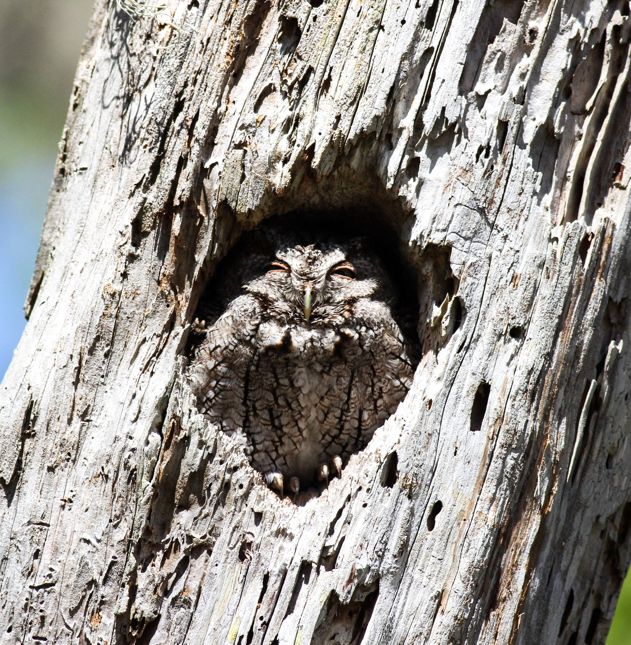 Canon EOS 600D (Rebel EOS T3i / EOS Kiss X5) + Canon EF 400mm F5.6L USM sample photo. Owl in stump photography
