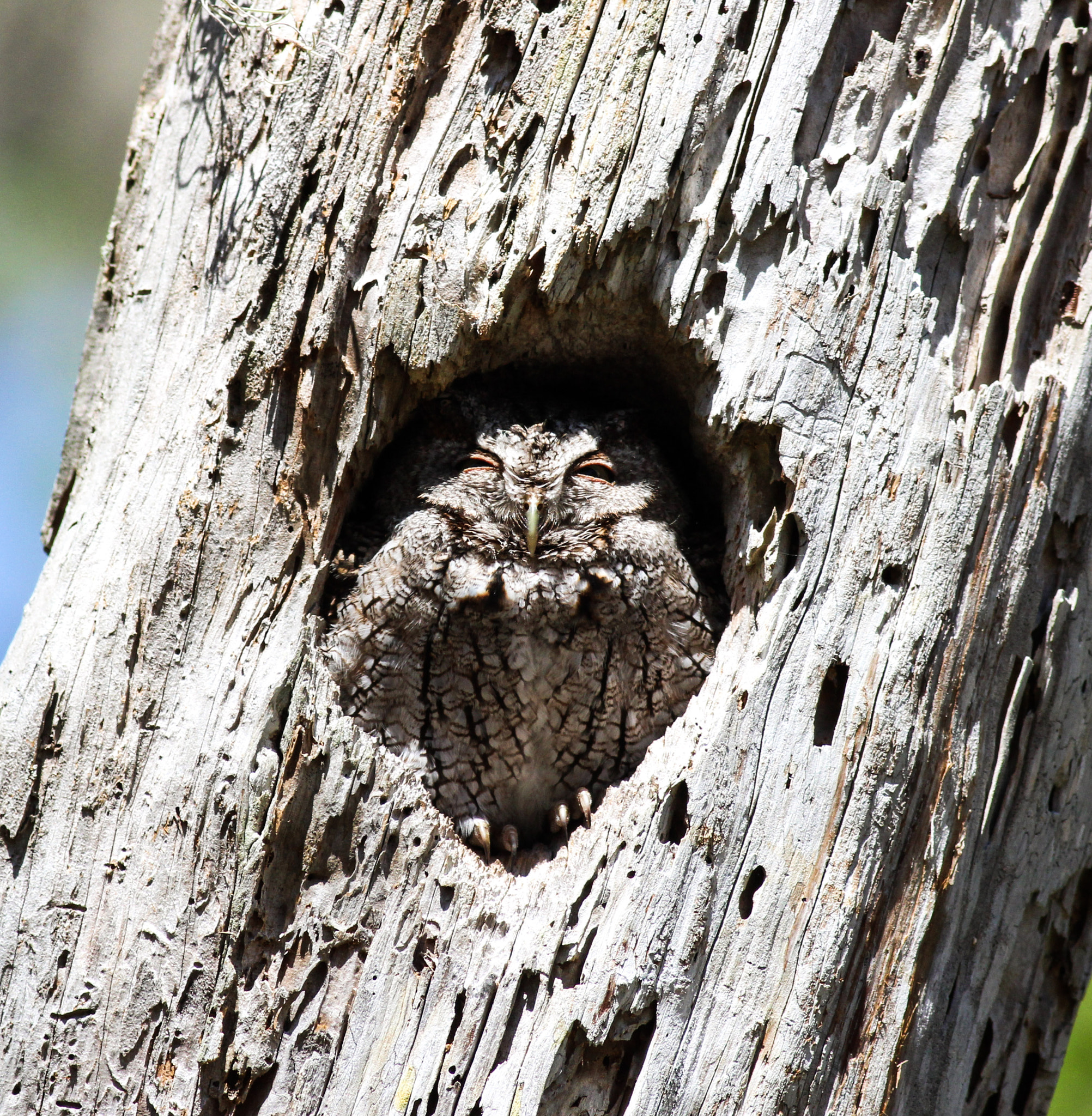 Canon EOS 600D (Rebel EOS T3i / EOS Kiss X5) sample photo. Owl in stump photography