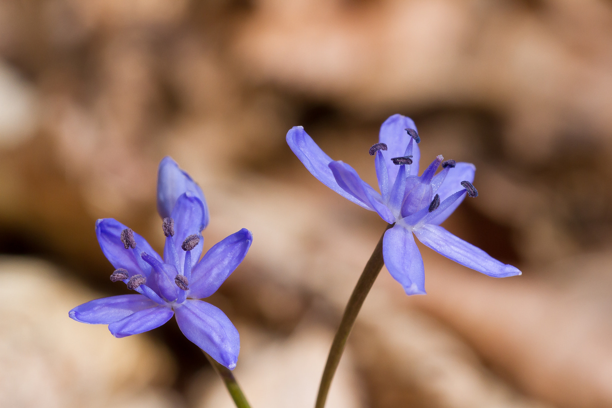 Canon EOS 7D + Sigma 105mm F2.8 EX DG OS HSM sample photo. Fleurs de forêt en savoie (france) photography