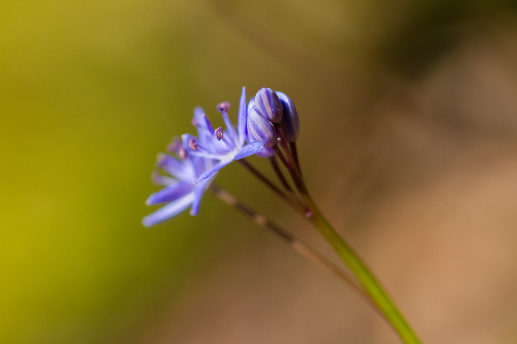 Sigma 105mm F2.8 EX DG OS HSM sample photo. Fleurs de forêt en savoie (france) photography