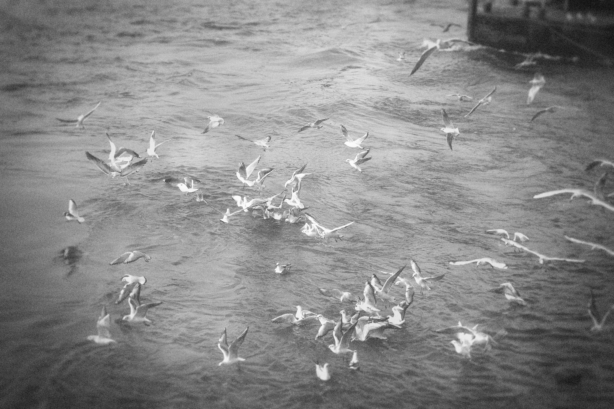 Olympus OM-D E-M5 II + Olympus M.Zuiko Digital ED 12-40mm F2.8 Pro sample photo. Fight the seagulls photography