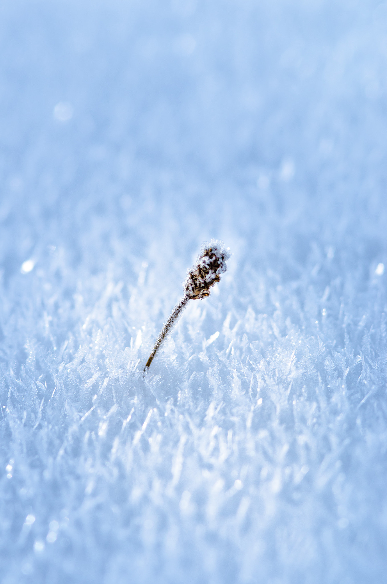 Nikon D7000 + AF Micro-Nikkor 105mm f/2.8 sample photo. Lonely culm photography