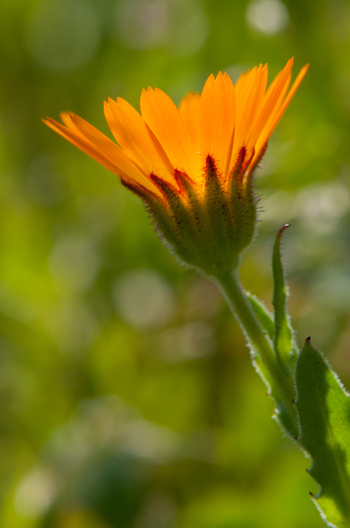 Nikon AF-S Micro-Nikkor 105mm F2.8G IF-ED VR sample photo. Sunny flower photography