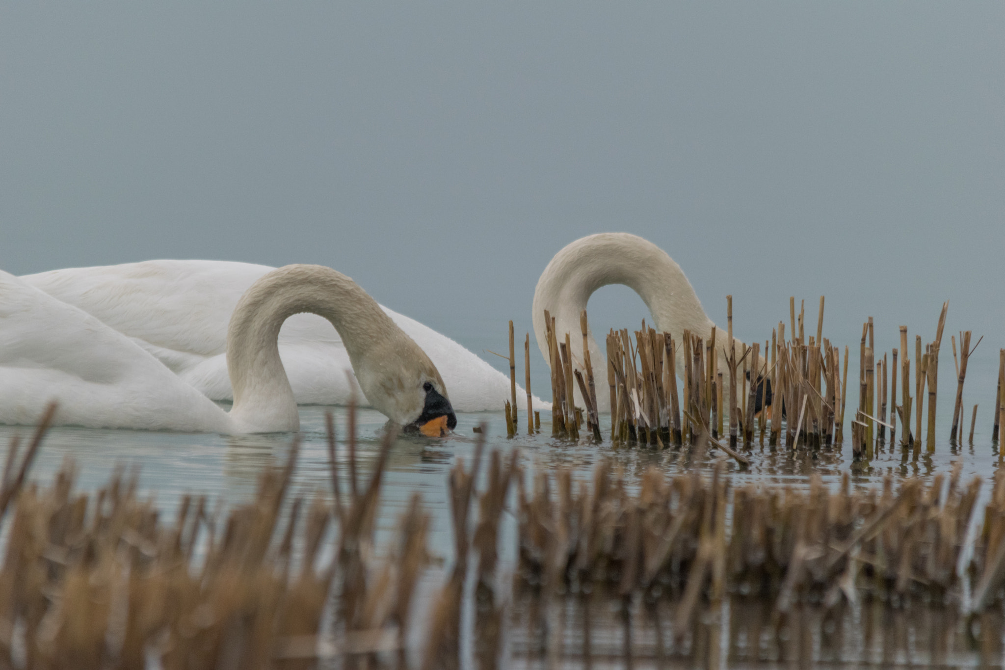 Sigma 150-500mm F5-6.3 DG OS HSM sample photo. Arch photography