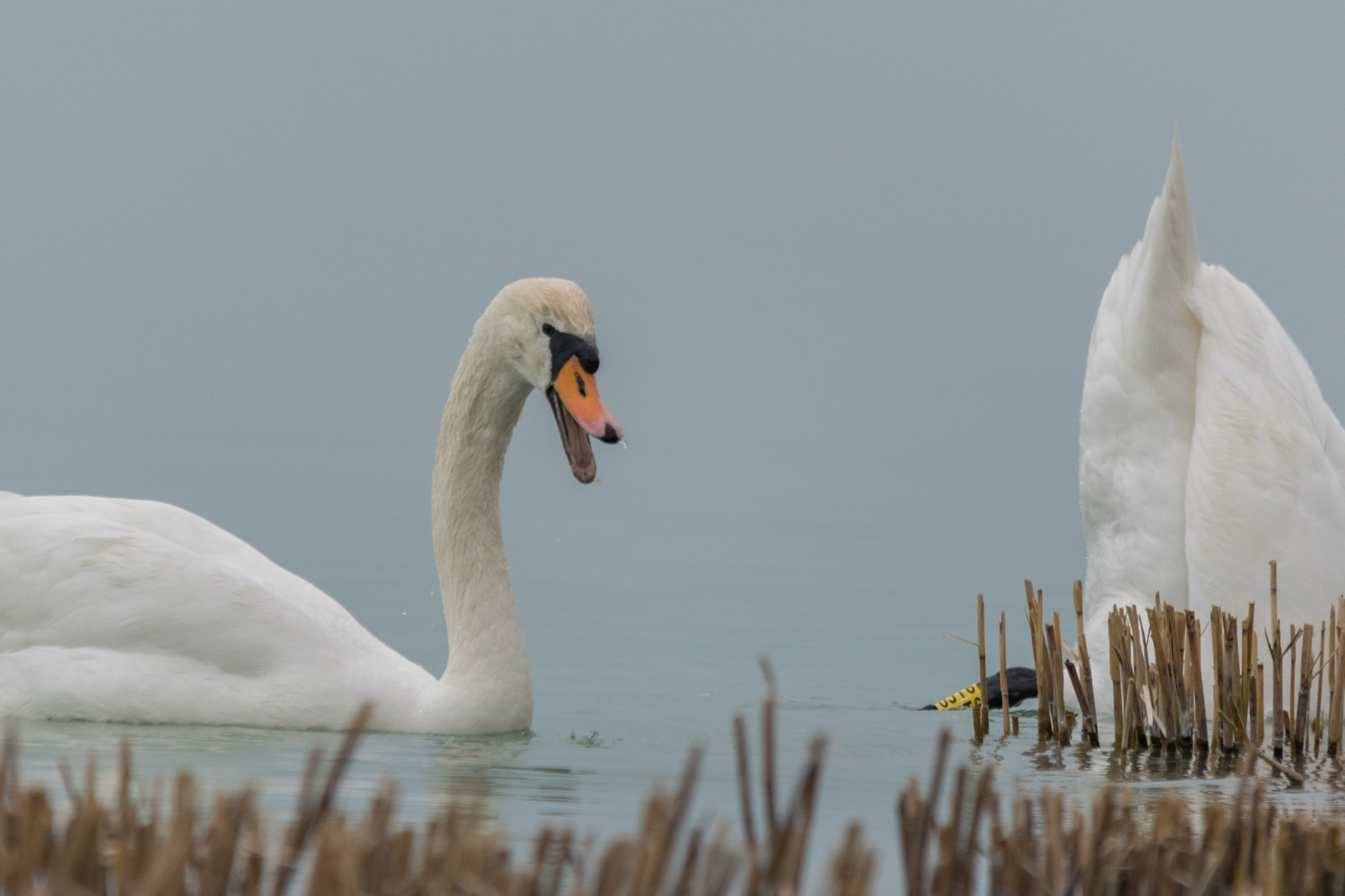 Nikon D3300 + Sigma 150-500mm F5-6.3 DG OS HSM sample photo. What are you doing? photography