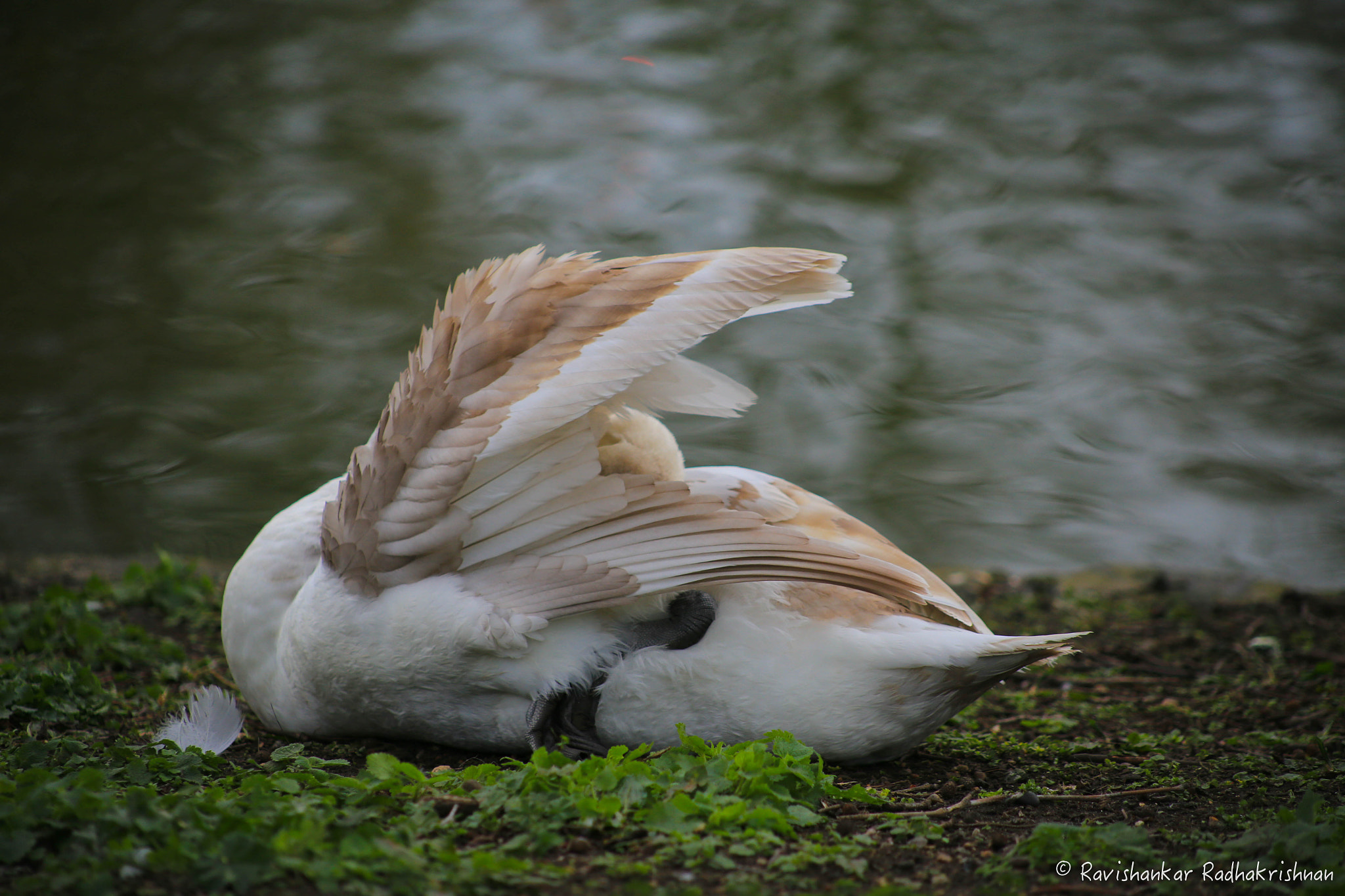 Canon EOS 6D + EF75-300mm f/4-5.6 sample photo. Peekaboo photography