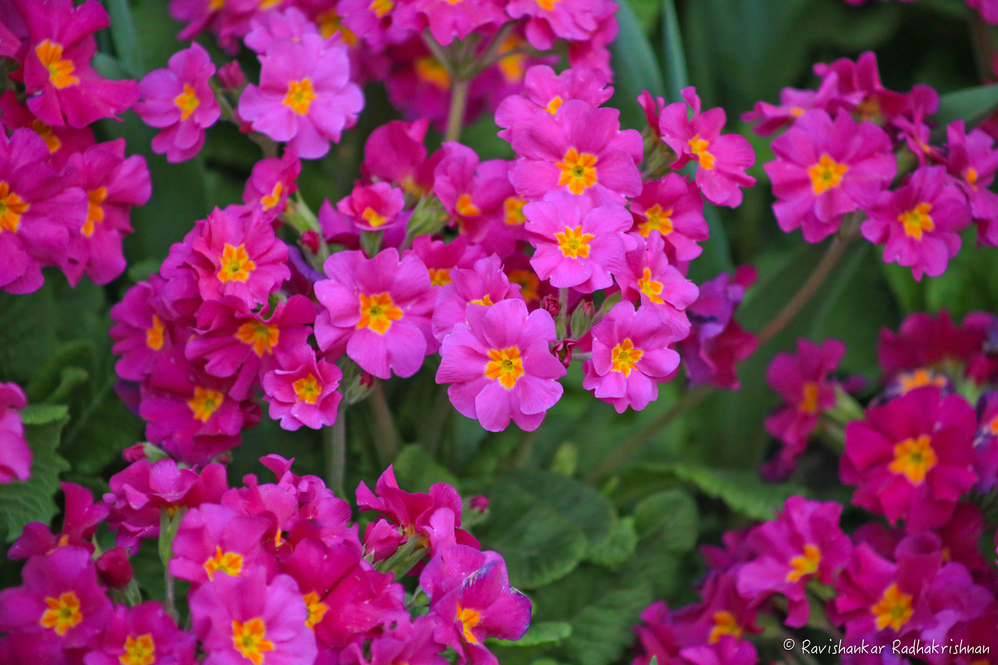 Canon EOS 6D + EF75-300mm f/4-5.6 sample photo. Pink splash photography