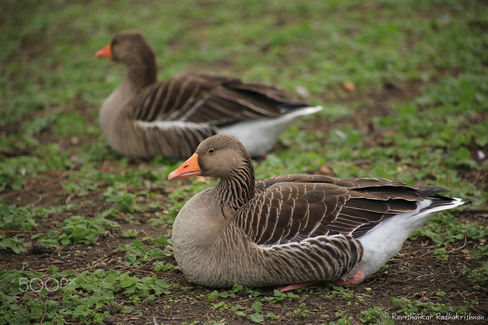 Canon EOS 6D + EF75-300mm f/4-5.6 sample photo. Quack quack photography