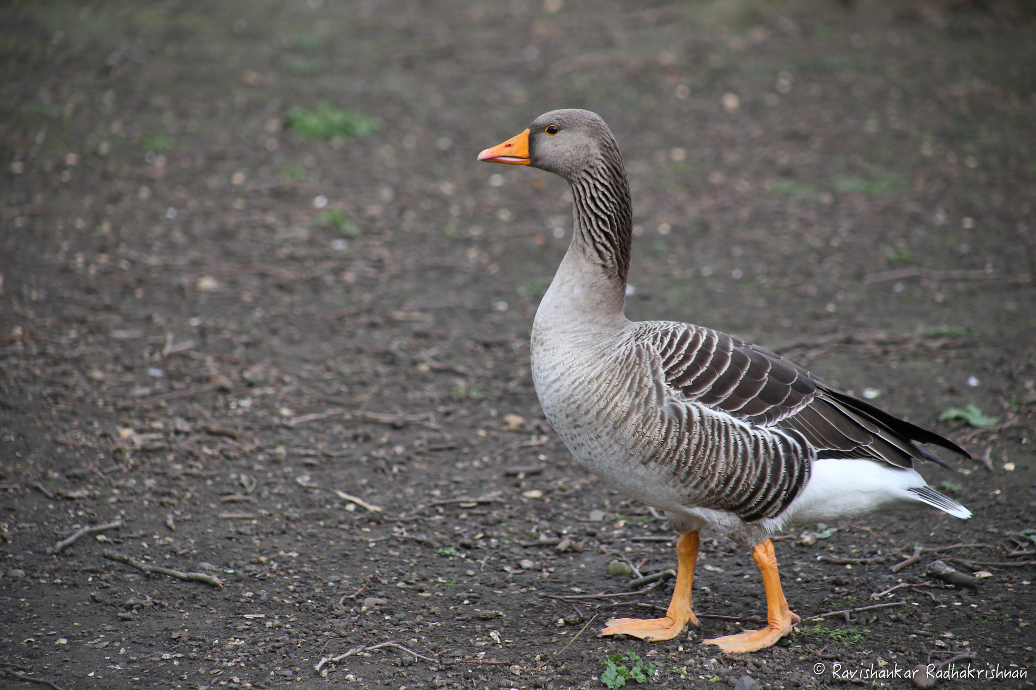 Canon EOS 6D + EF75-300mm f/4-5.6 sample photo. Beauty photography