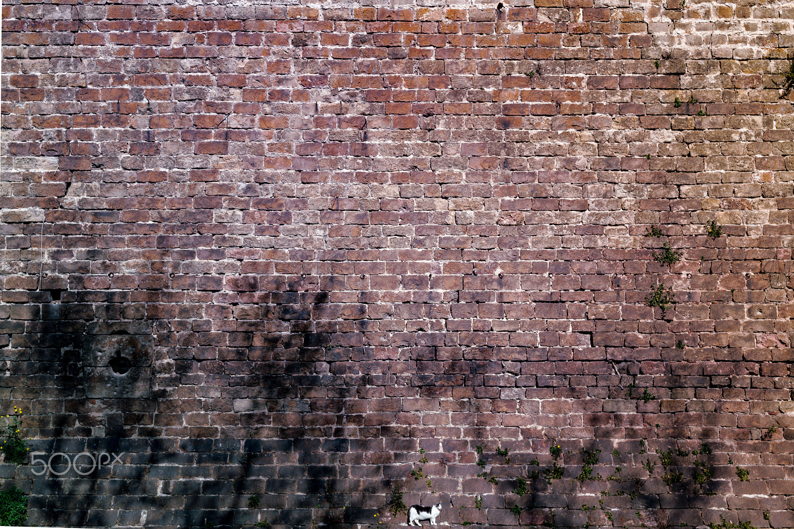 E 35mm F2 sample photo. Wall cat photography