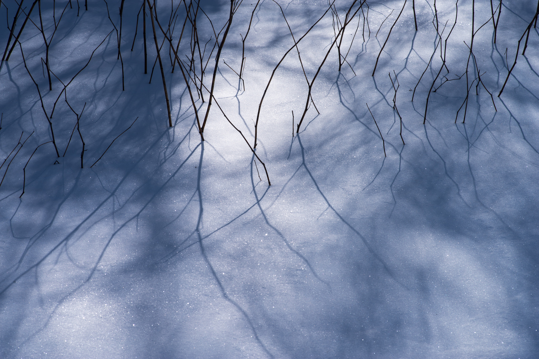 Pentax smc D-FA 100mm F2.8 Macro WR sample photo. Sapling shadows after snowstorm photography