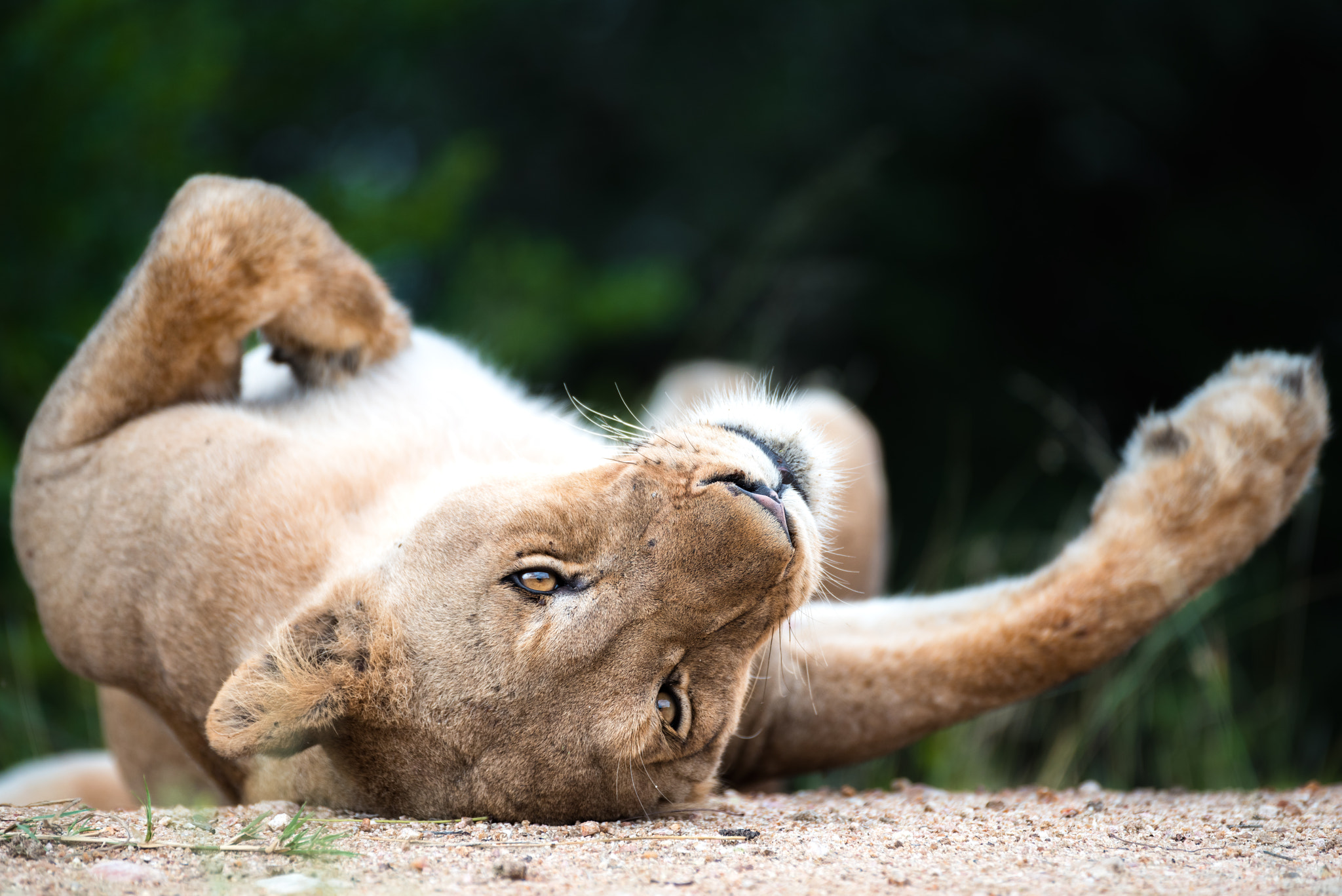 Nikon D810 sample photo. Lion on her back photography