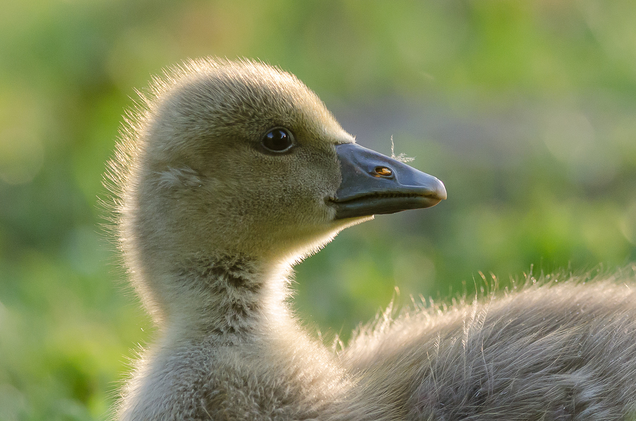 Nikon AF-S Nikkor 300mm F4D ED-IF sample photo. Good evening little goose photography