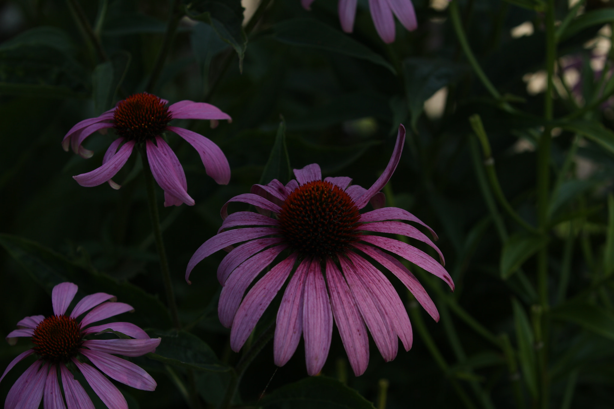 Canon EF 70-200mm F2.8L IS II USM sample photo. Coneflower photography