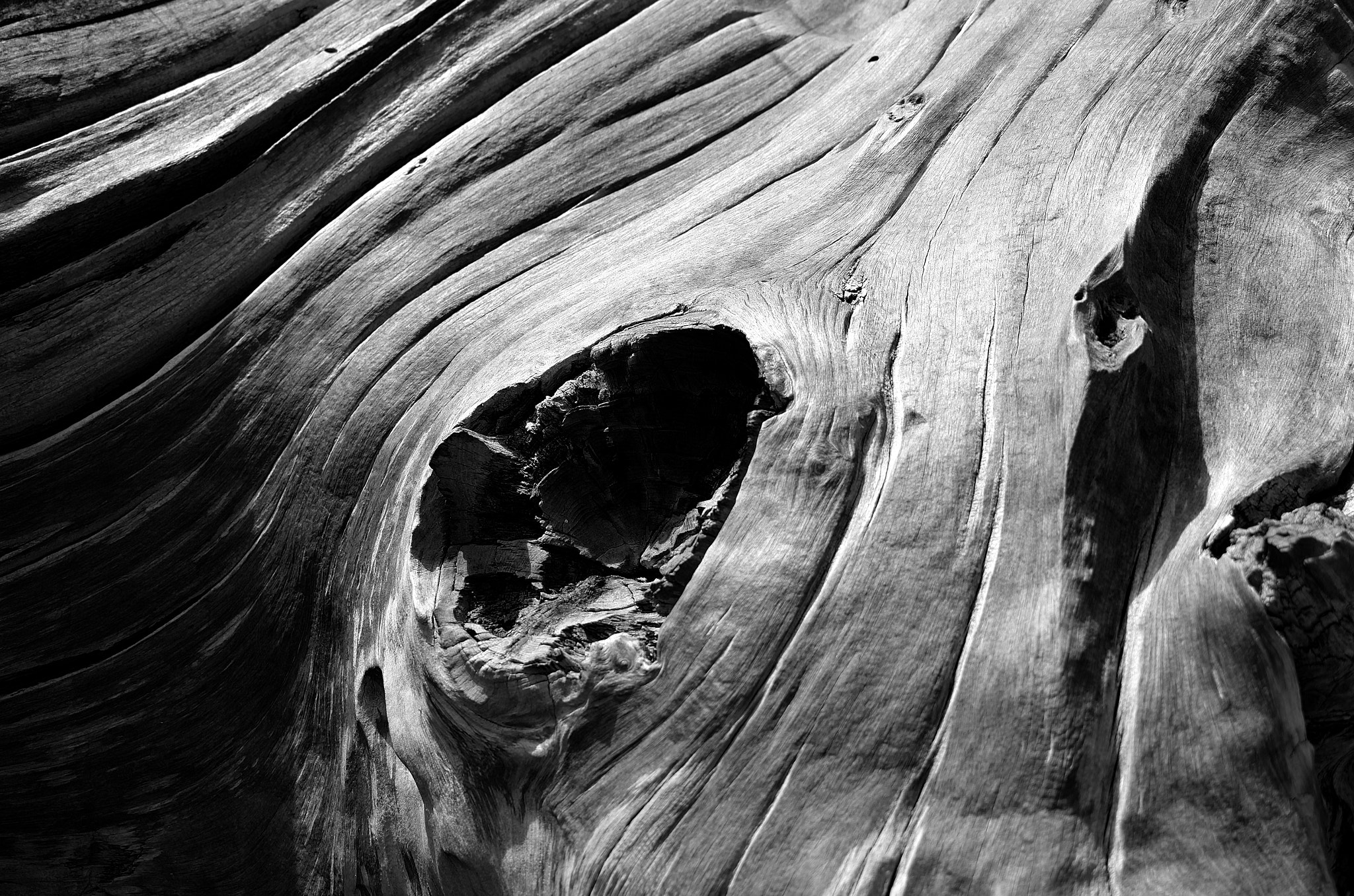 Leica X Vario sample photo. Wood photography