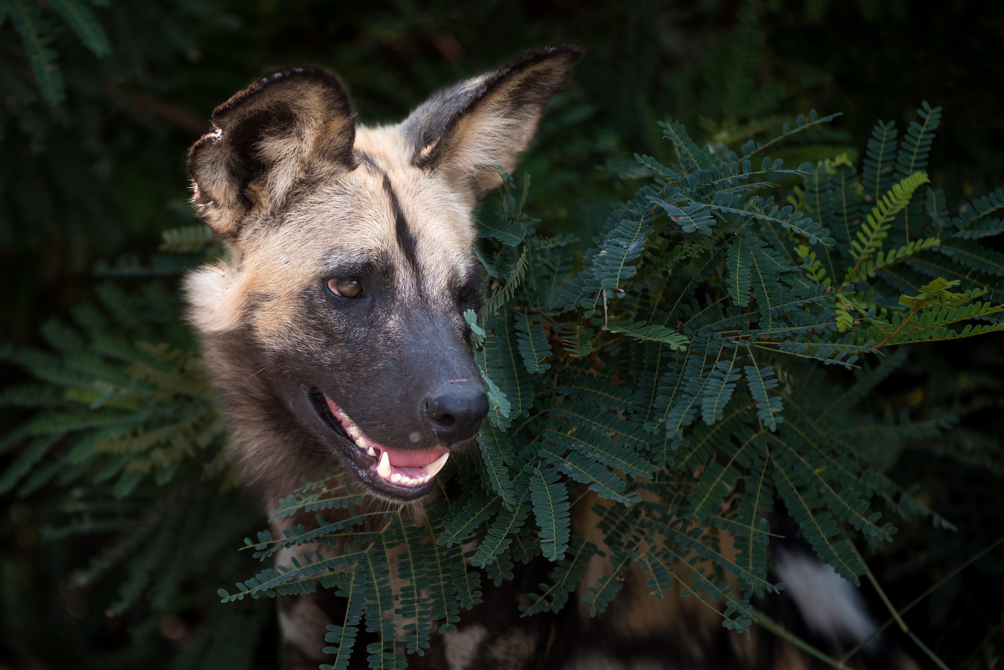 Nikon D810 sample photo. Wilddog framed photography