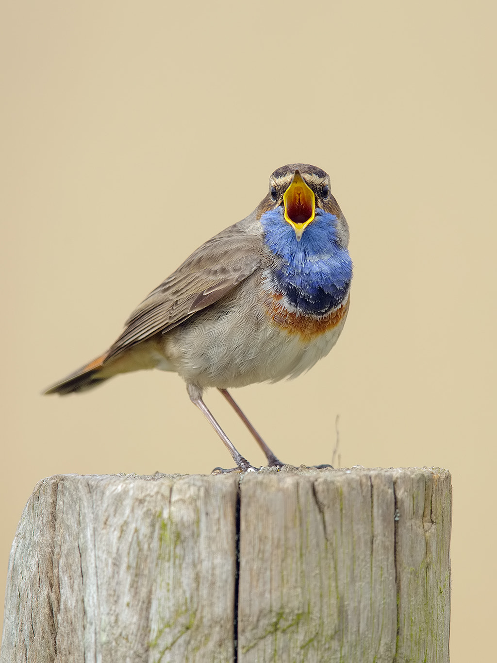 Canon EF 600mm F4L IS II USM sample photo. Bluethroat  photography