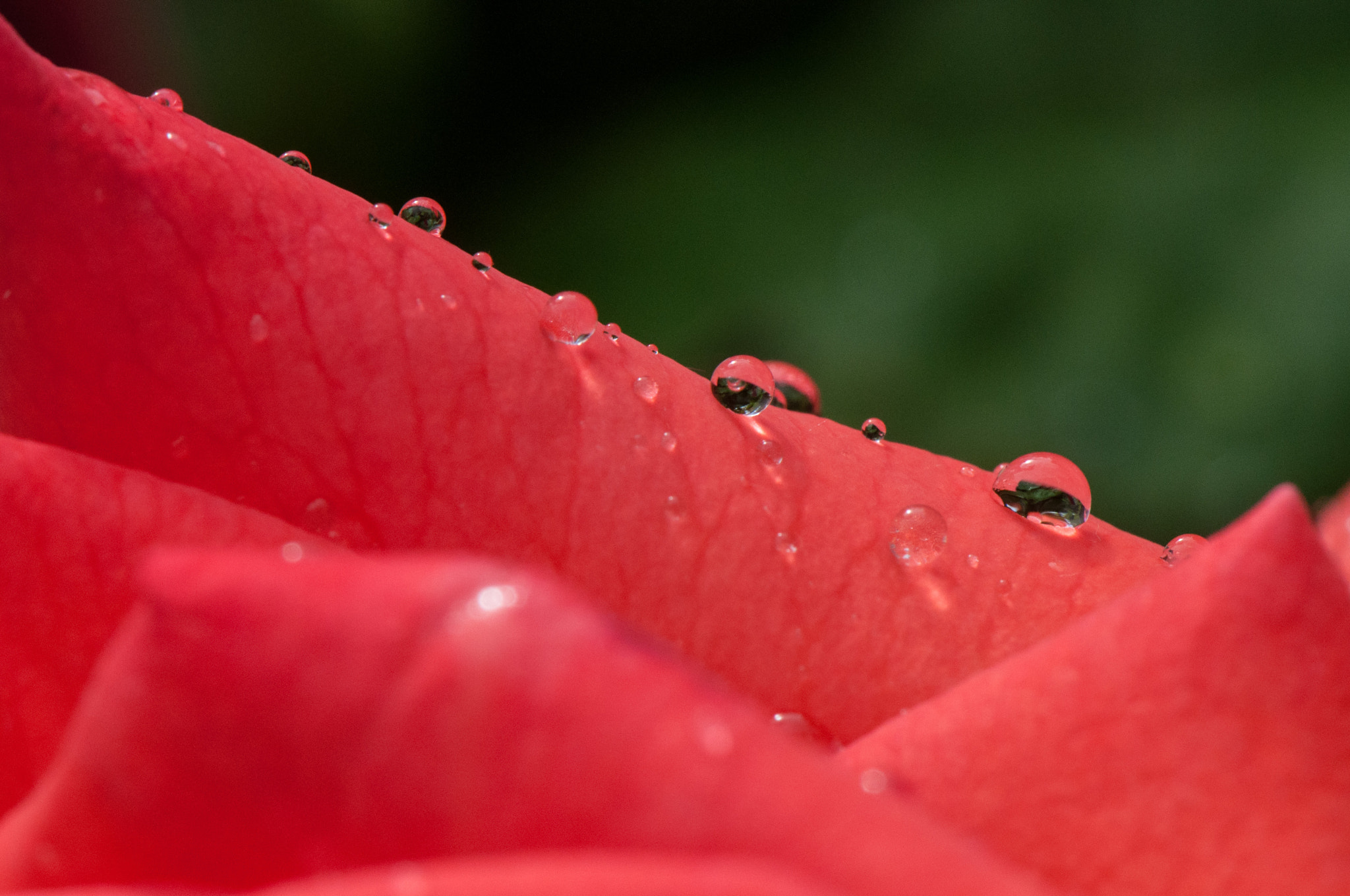 Nikon D90 sample photo. Rose with drops photography
