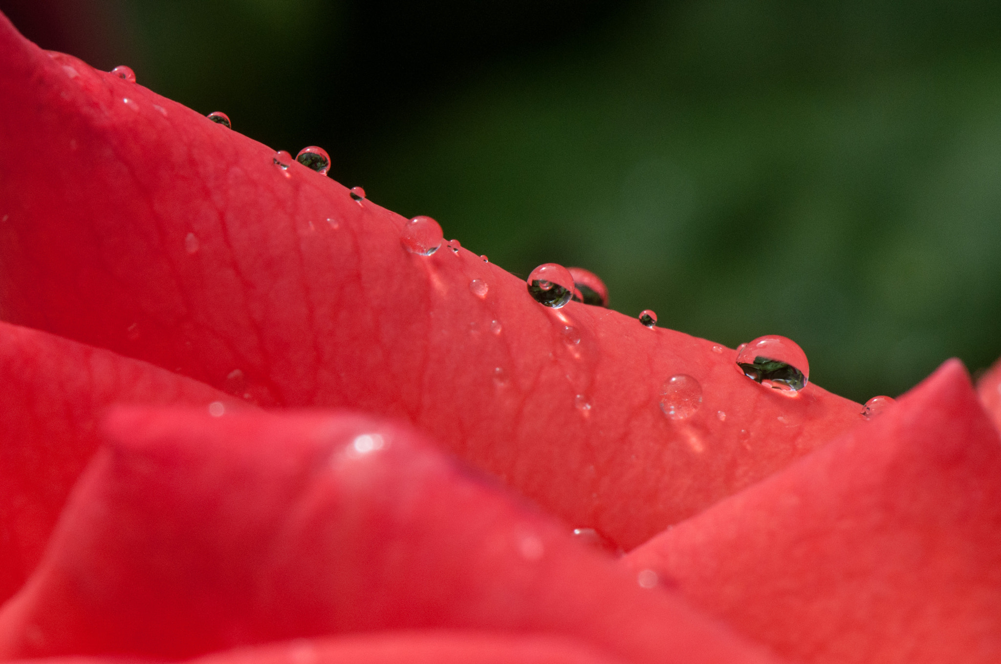 Nikon AF-S Micro-Nikkor 105mm F2.8G IF-ED VR sample photo. Rose with drops photography