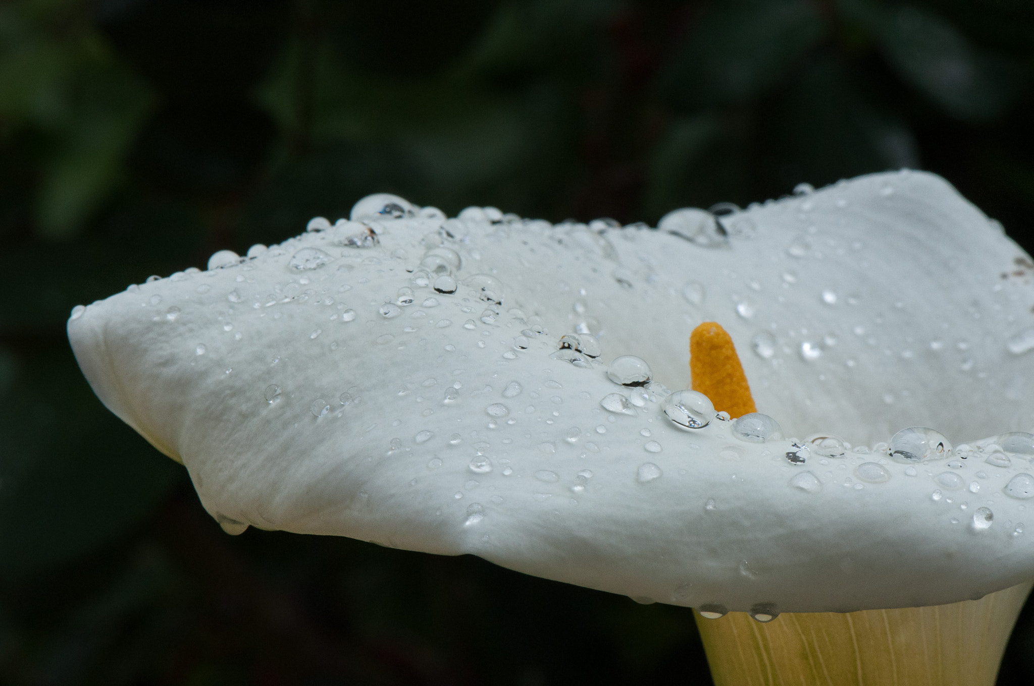 Nikon AF-S Micro-Nikkor 105mm F2.8G IF-ED VR sample photo. Drops on white flower (1) photography