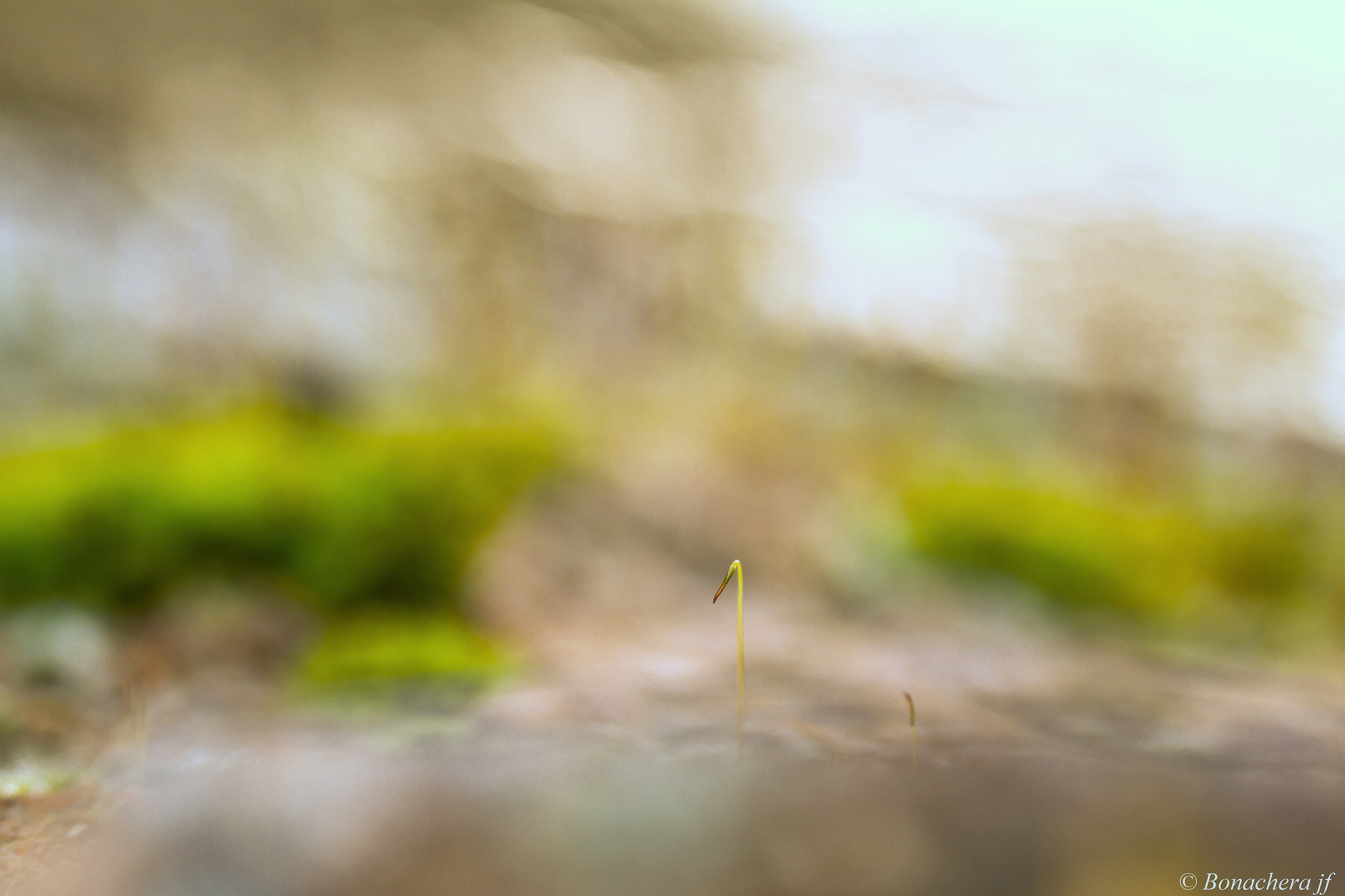 Sigma 150mm f/2.8 EX DG OS HSM APO Macro sample photo. Coin coin.... photography