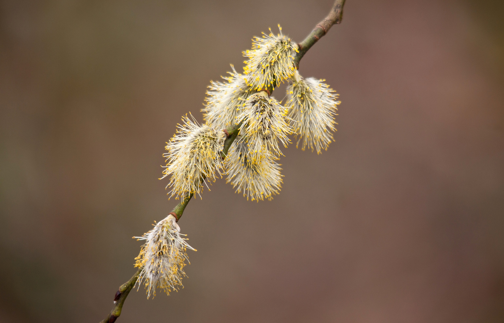 Canon EOS 5D Mark II + Sigma 150-500mm F5-6.3 DG OS HSM sample photo. A very hairy looking pussy willow photography