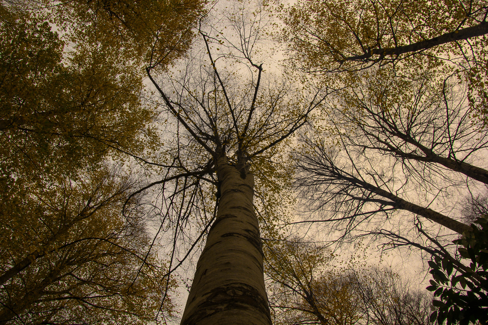 Canon EOS 60D sample photo. Img photography