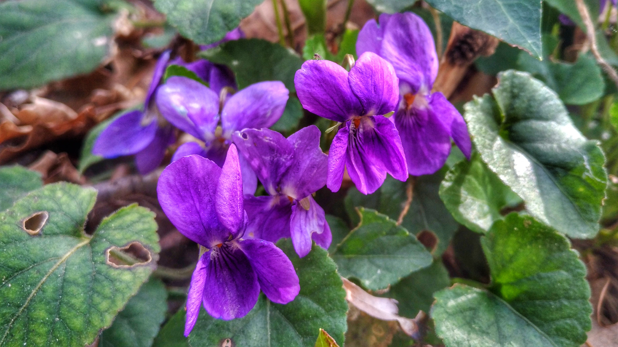 ASUS ZenFone 3 (ZE552KL) sample photo