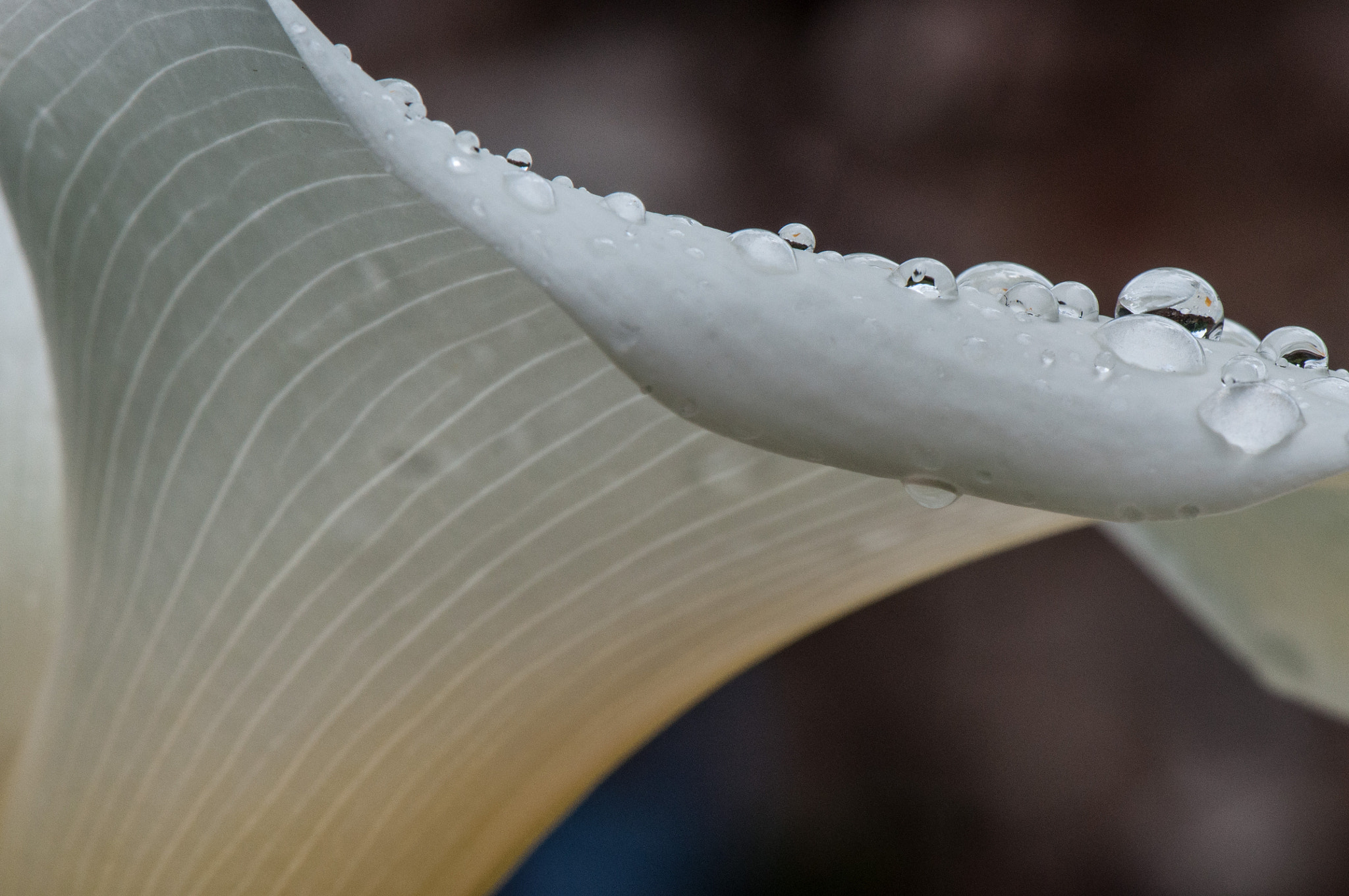 Nikon AF-S Micro-Nikkor 105mm F2.8G IF-ED VR sample photo. Drops and grooves on white flower (2) photography