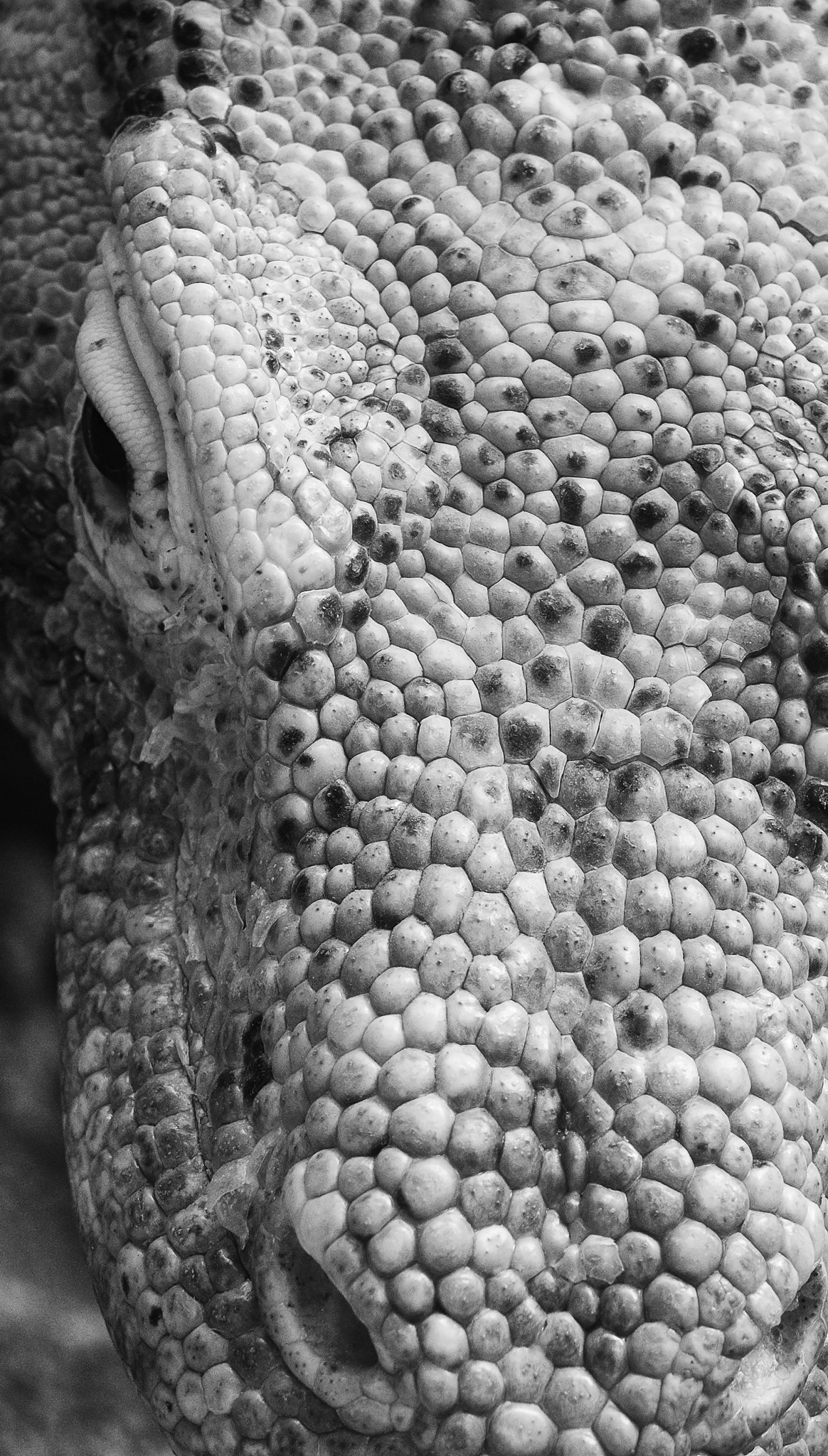 Fujifilm XF 55-200mm F3.5-4.8 R LM OIS sample photo. Dragon photography