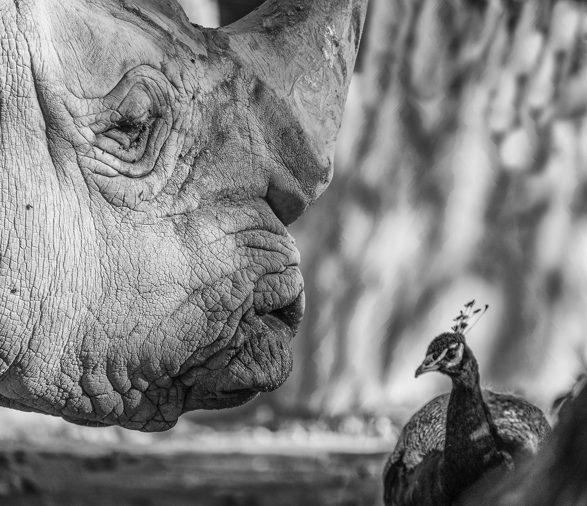 Fujifilm X-E1 + Fujifilm XF 55-200mm F3.5-4.8 R LM OIS sample photo. Rhino photography