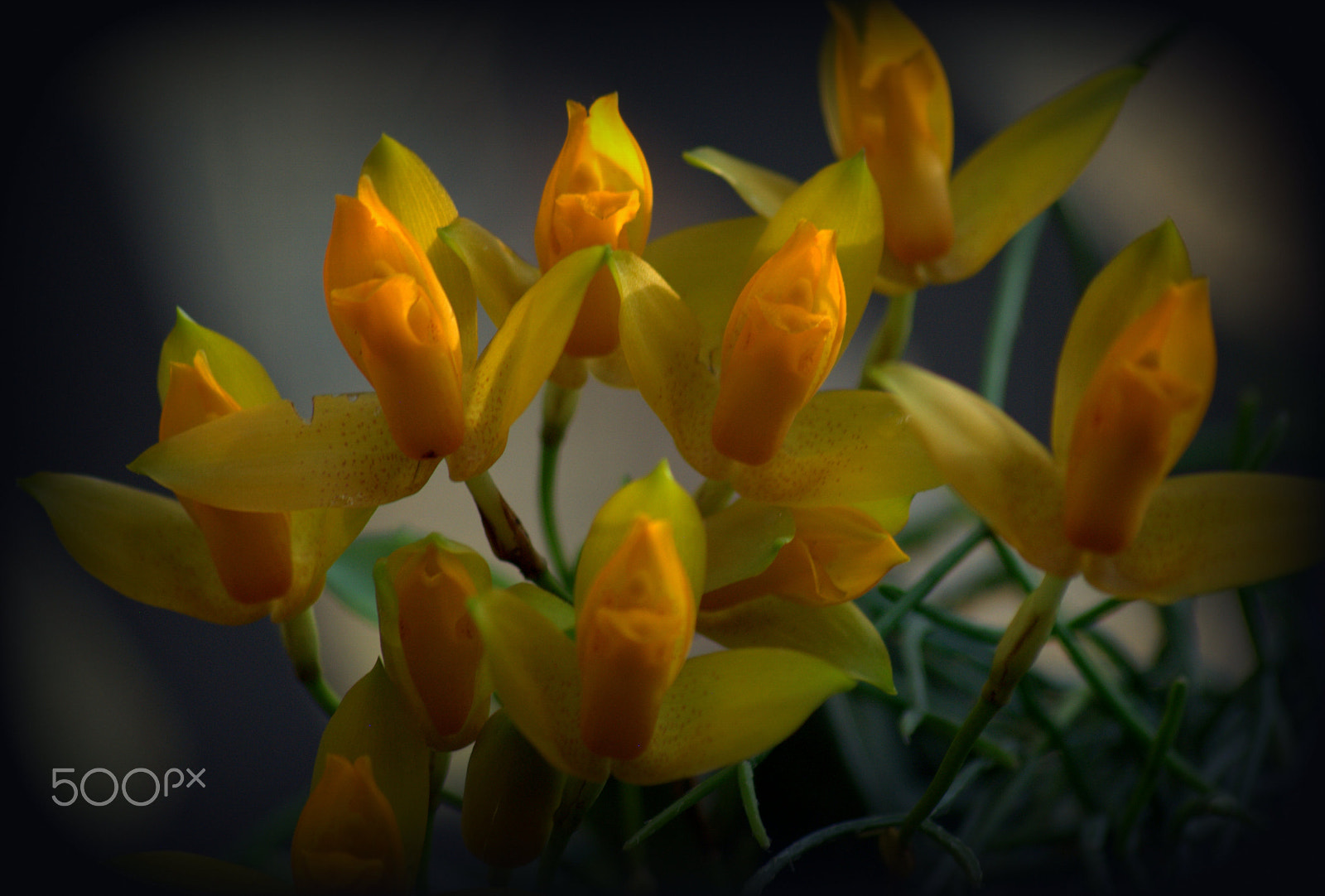 Nikon D3000 + Sigma 70-300mm F4-5.6 APO DG Macro sample photo. Lycaste orchid flower photography