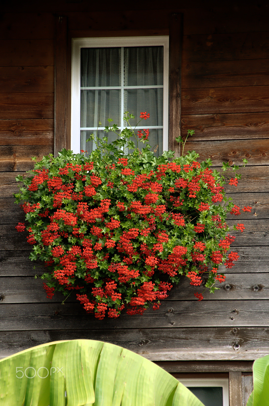 Nikon D300 sample photo. Quinten pelargoniums photography
