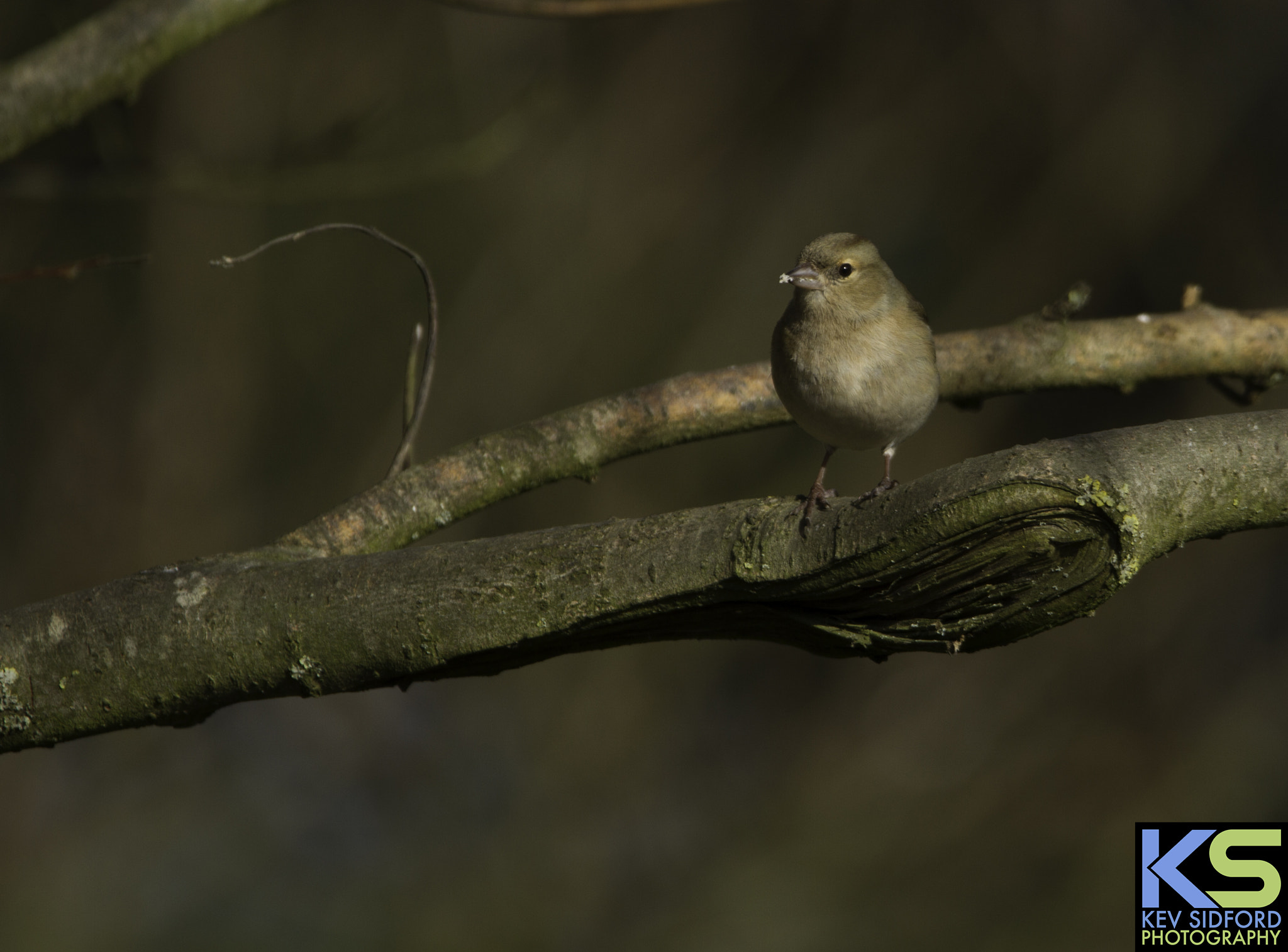 150-600mm F5-6.3 DG OS HSM | Contemporary 015 sample photo