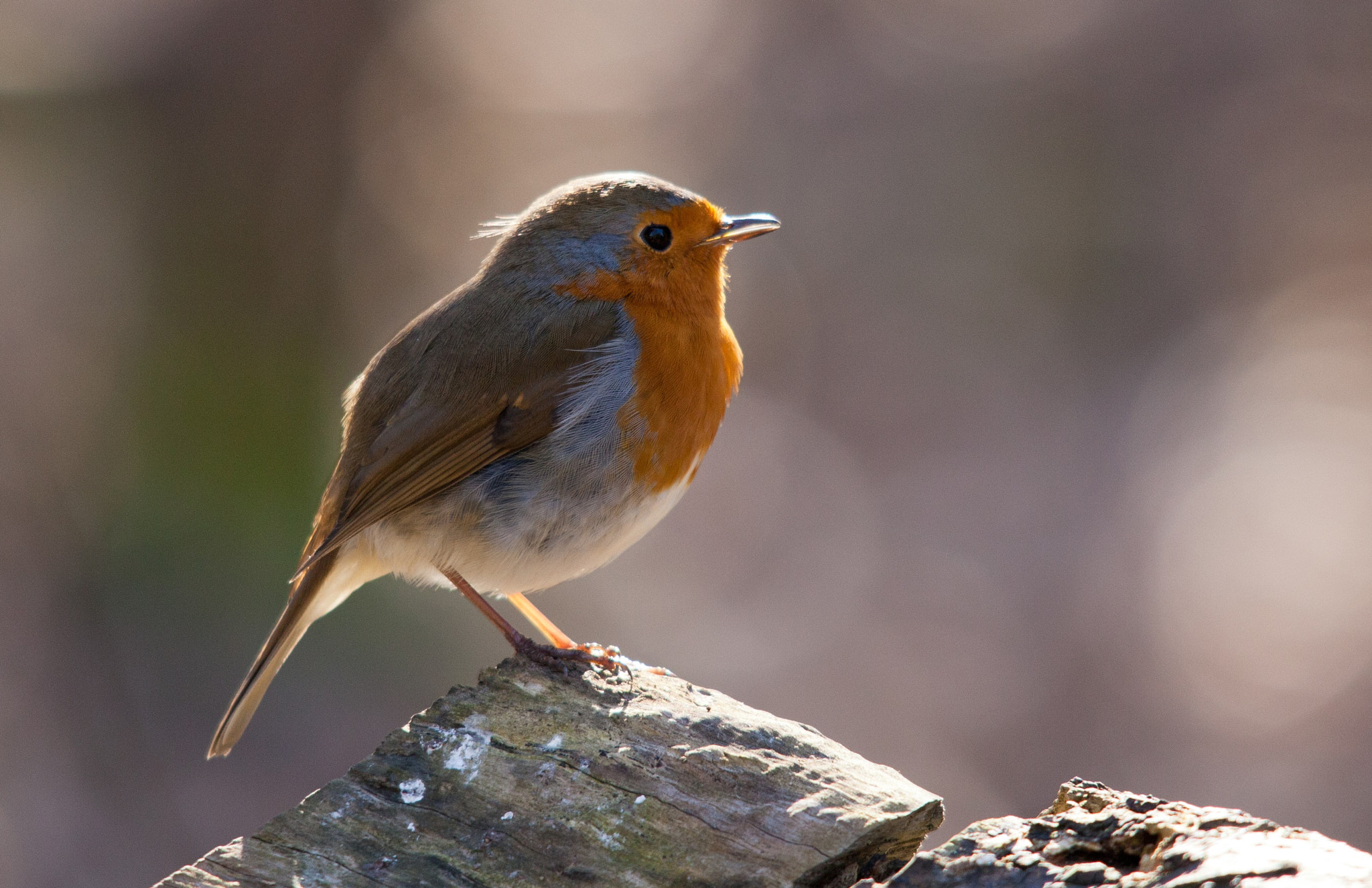 Canon EOS 5D Mark II + Sigma 150-500mm F5-6.3 DG OS HSM sample photo. Little robin relaxing in the afternoon sun photography