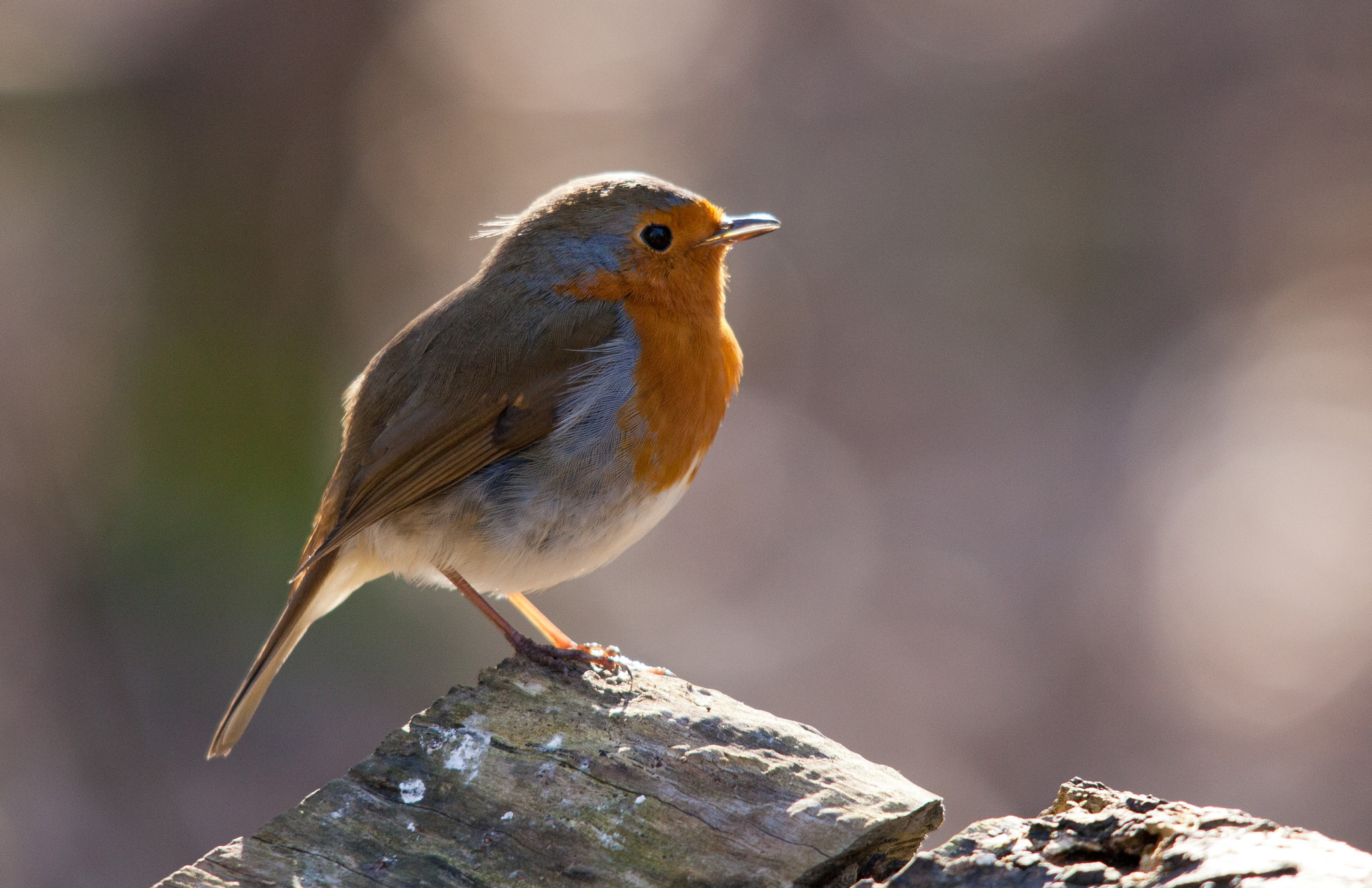 Sigma 150-500mm F5-6.3 DG OS HSM sample photo. Little robin relaxing in the afternoon sun photography