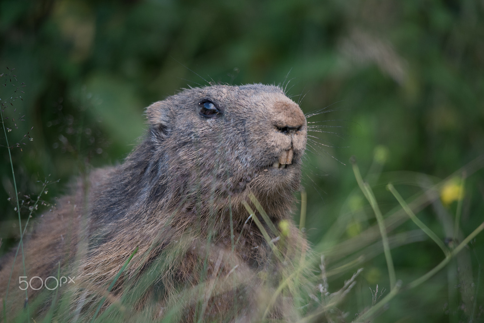 Sigma 120-400mm F4.5-5.6 DG OS HSM sample photo. Marmot photography