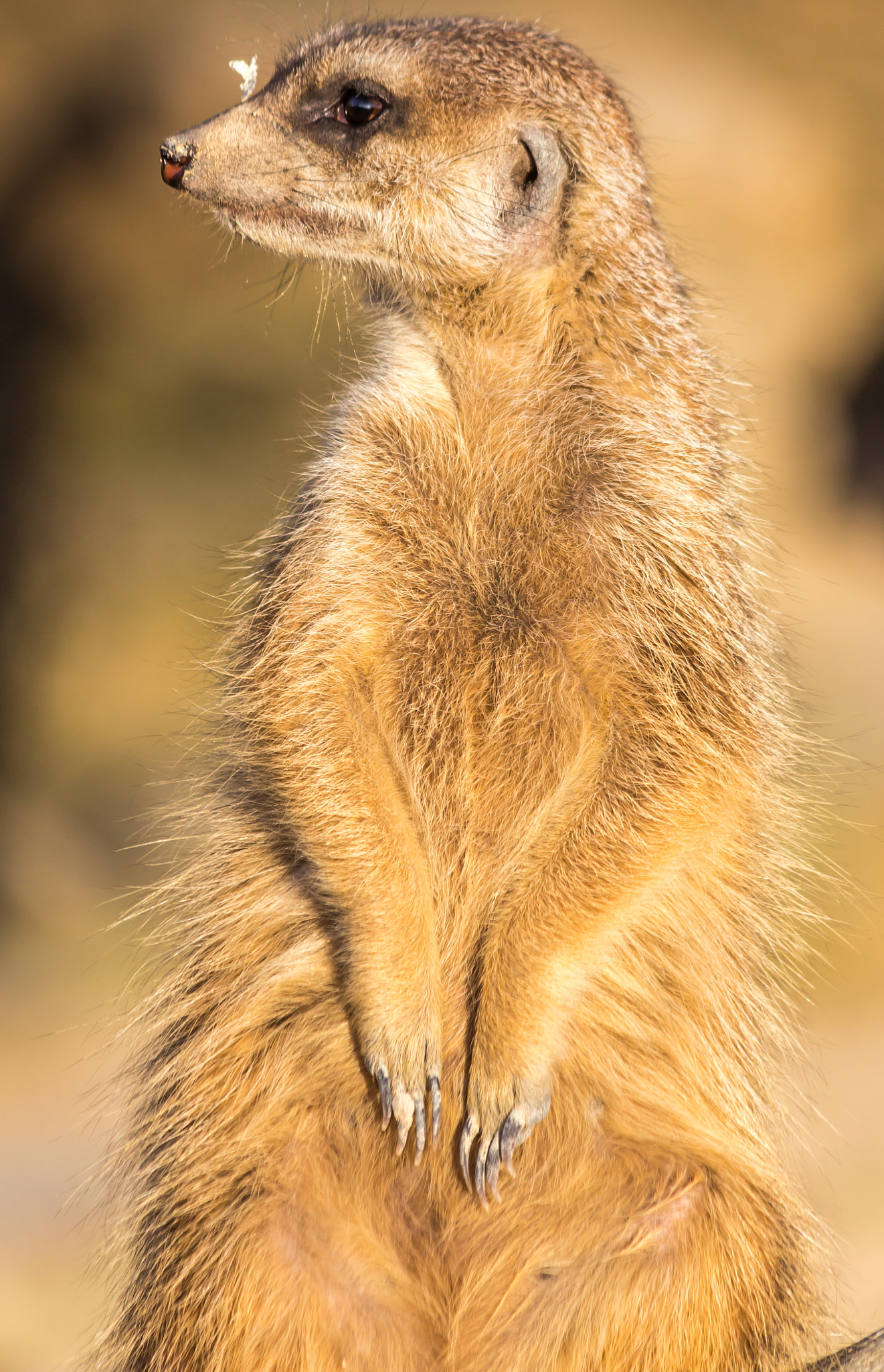 Canon EF 70-300mm F4-5.6 IS USM sample photo. Erdmännchen / meerkats photography