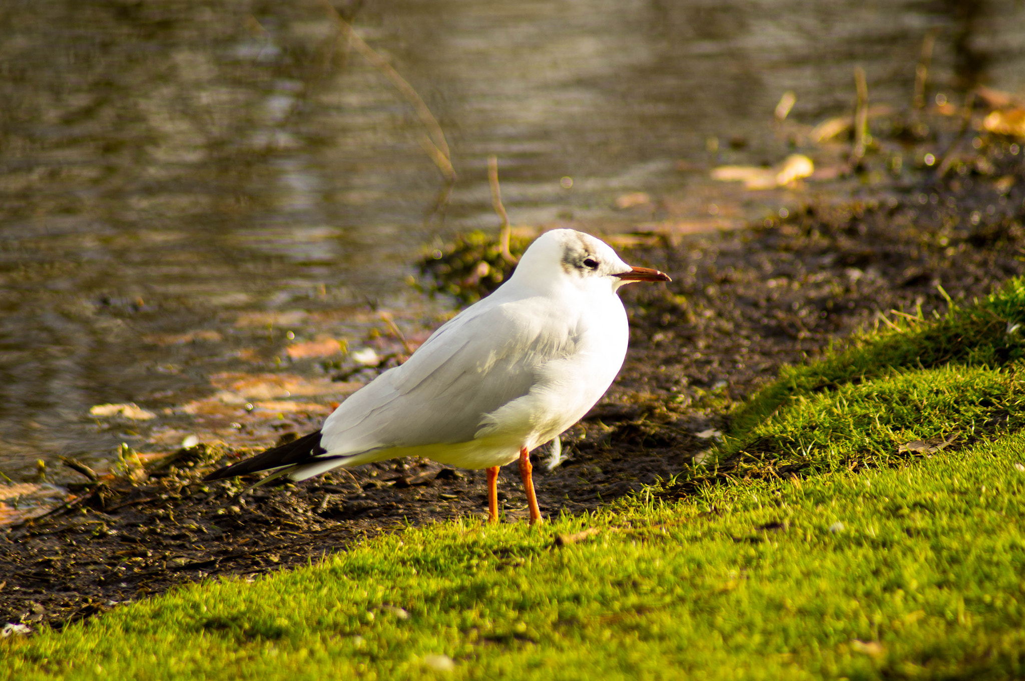 Minolta AF 70-210mm F4.5-5.6 [II] sample photo. Enjoy the sun photography