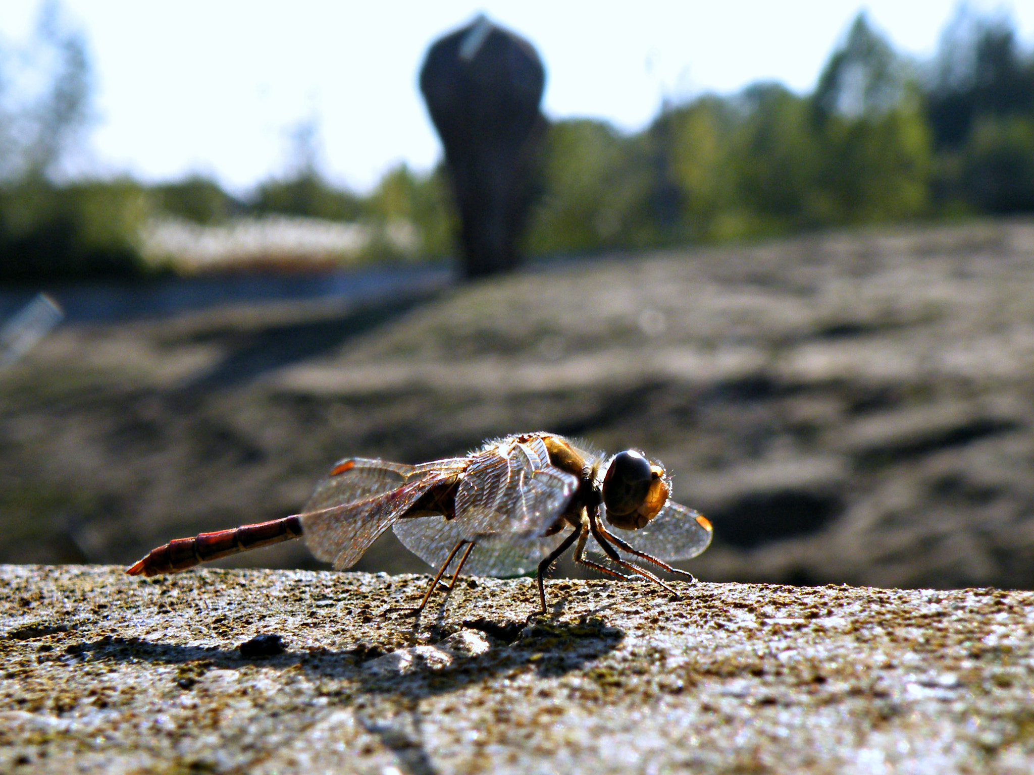 Fujifilm FinePix S8100fd sample photo. Dragonfly dierenrijk nuenen photography